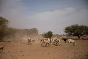 Drought animals africa